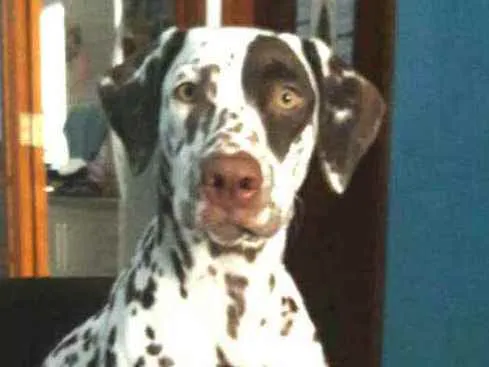 Cachorro raça Dálmata  idade 5 anos nome Nutella 