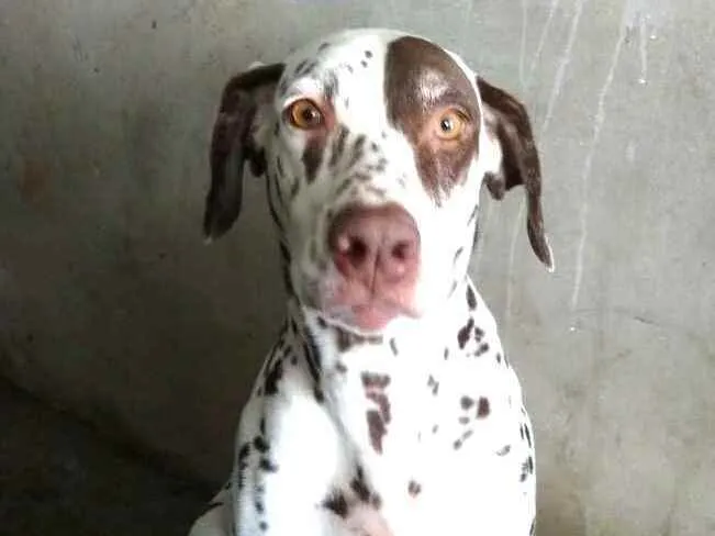 Cachorro raça Dálmata  idade 5 anos nome Nutella 