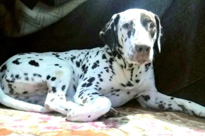 Cachorro raça Dálmata  idade 5 anos nome Nutella 