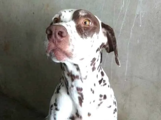 Cachorro raça Dálmata  idade 5 anos nome Nutella 