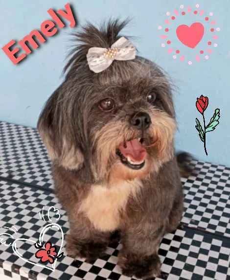 Cachorro raça raça shih tzu idade 6 ou mais anos nome Emily