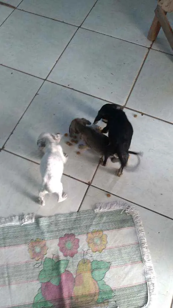 Cachorro raça  idade Abaixo de 2 meses nome Sem Nome