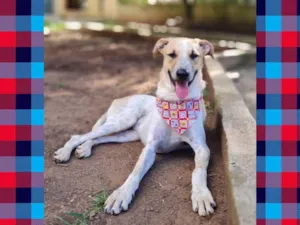 Cachorro raça Srd idade 2 anos nome DANTE