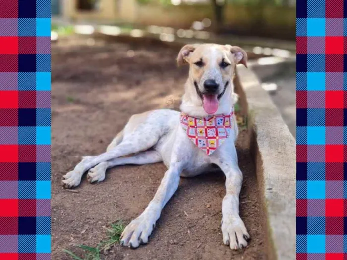 Cachorro ra a Srd idade 2 anos nome DANTE