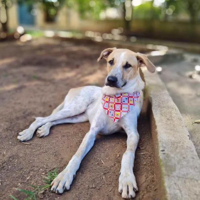 Cachorro ra a Srd idade 2 anos nome DANTE