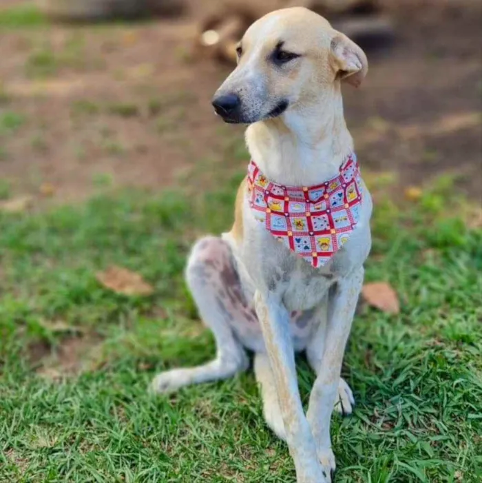 Cachorro ra a Srd idade 2 anos nome DANTE