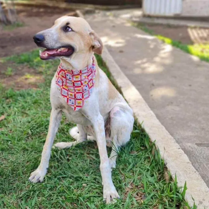 Cachorro ra a Srd idade 2 anos nome DANTE