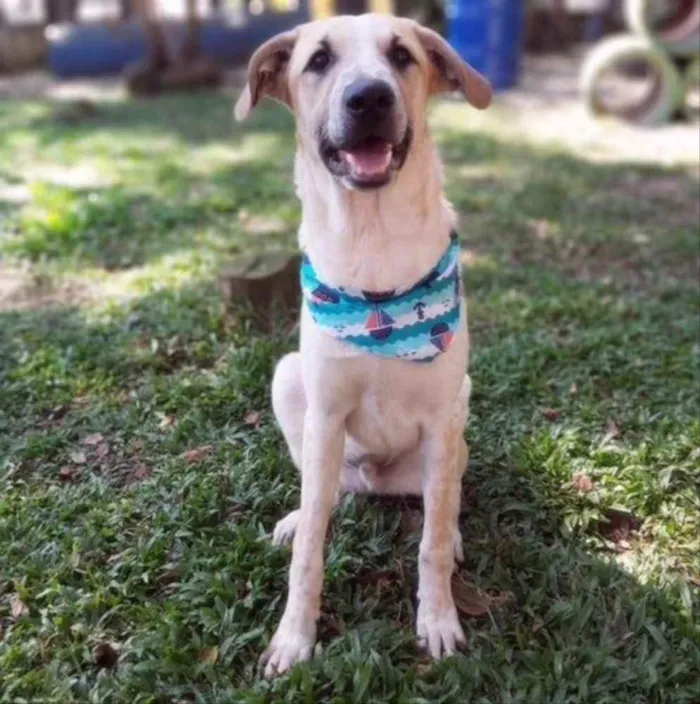 Cachorro ra a Srd idade 2 anos nome DANTE