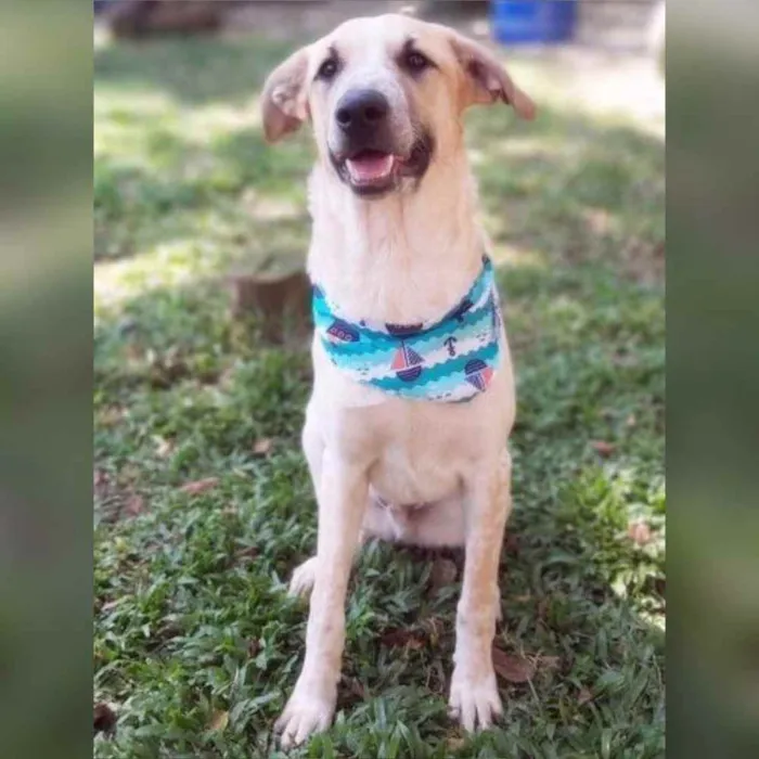 Cachorro ra a Srd idade 2 anos nome DANTE