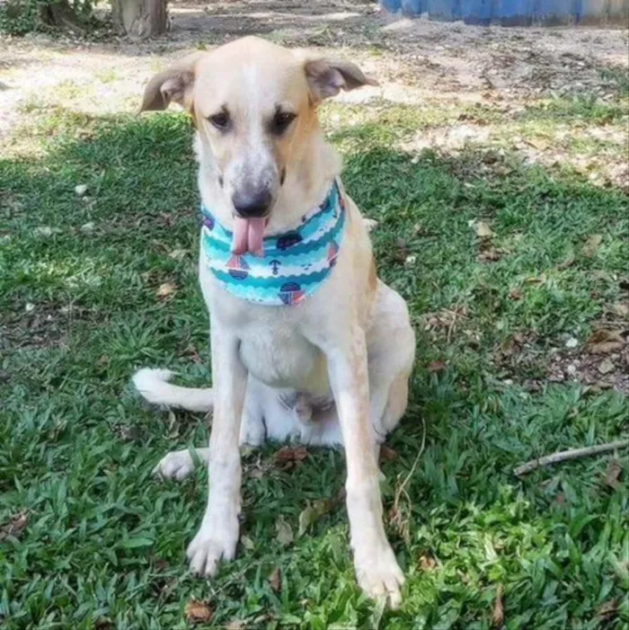 Cachorro ra a Srd idade 2 anos nome DANTE