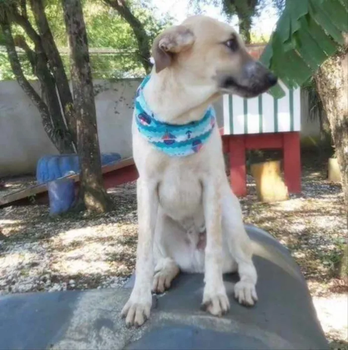 Cachorro ra a Srd idade 2 anos nome DANTE