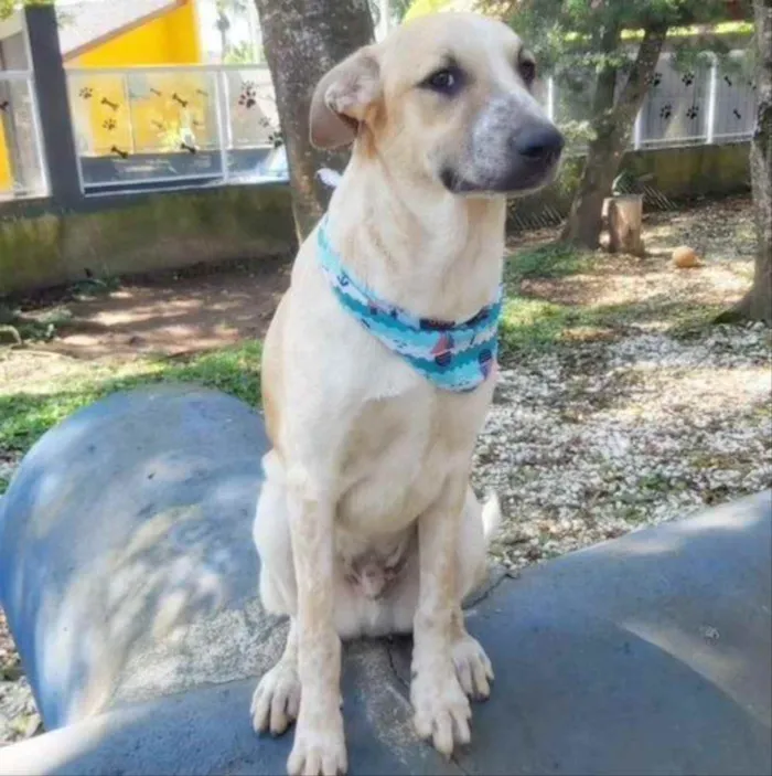 Cachorro ra a Srd idade 2 anos nome DANTE