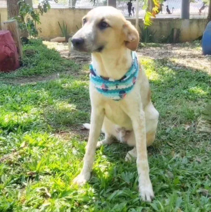 Cachorro ra a Srd idade 2 anos nome DANTE