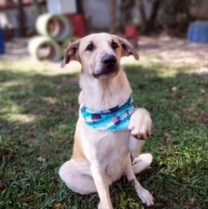 Cachorro ra a Srd idade 2 anos nome DANTE