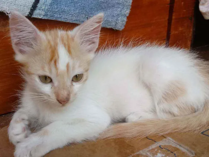 Gato raça  idade 2 a 6 meses nome Sem nomes.