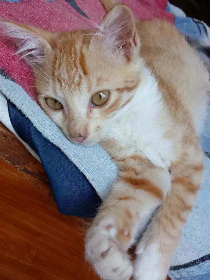 Gato raça  idade 2 a 6 meses nome Sem nomes.