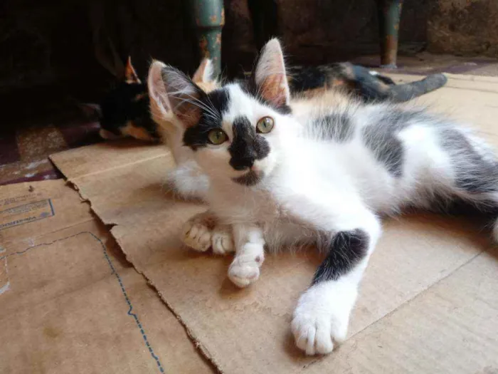 Gato raça  idade 2 a 6 meses nome Sem nomes.
