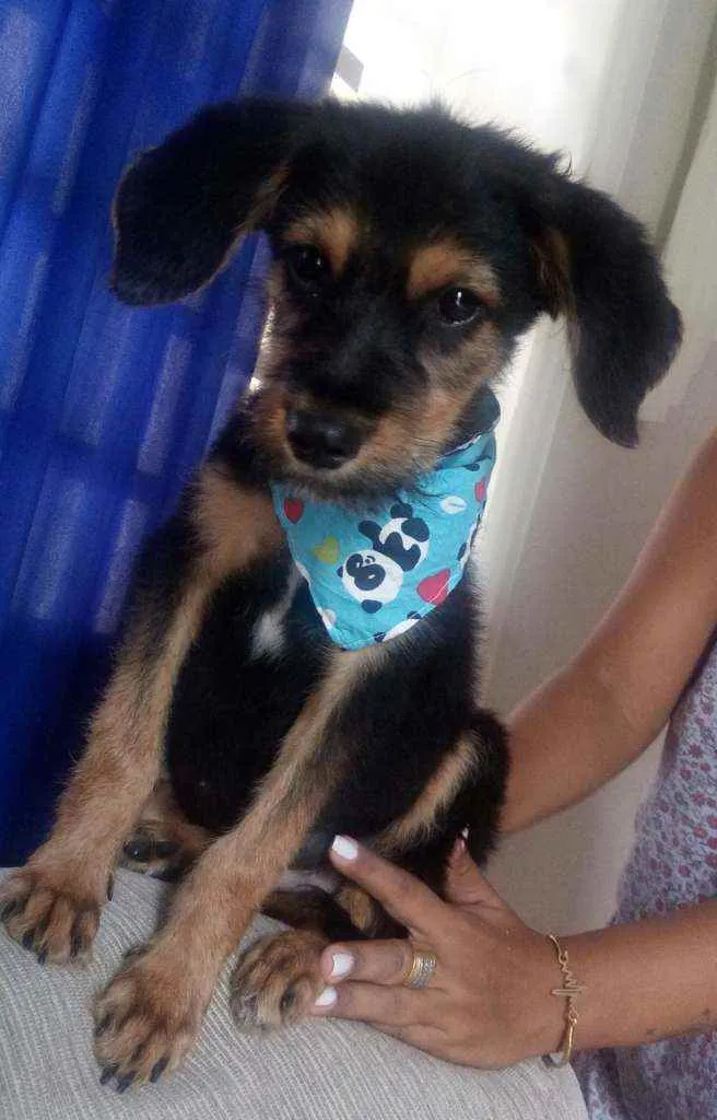 Cachorro raça Srd idade 2 a 6 meses nome Fréd