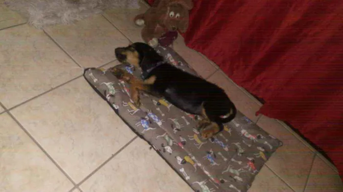 Cachorro raça Srd idade 2 a 6 meses nome Fréd