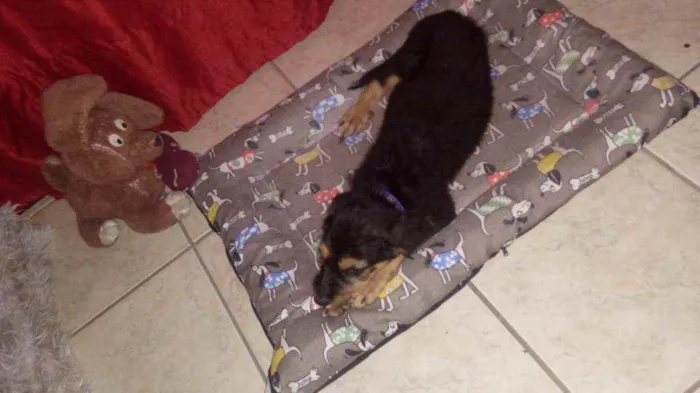 Cachorro raça Srd idade 2 a 6 meses nome Fréd