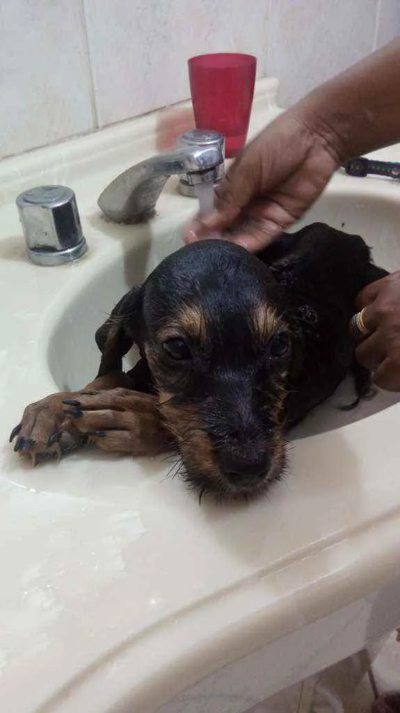 Cachorro raça Srd idade 2 a 6 meses nome Fréd