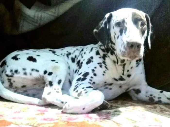Cachorro raça Dálmata  idade 5 anos nome Nutella 