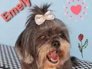 Cachorro raça raça shih tzu idade 6 ou mais anos nome Emily