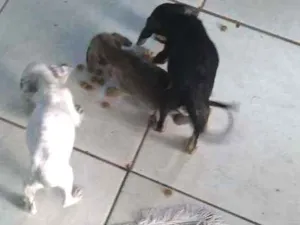 Cachorro raça  idade Abaixo de 2 meses nome Sem Nome