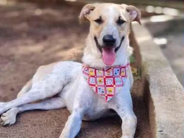Cachorro ra a Srd idade 2 anos nome DANTE