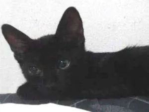 Gato raça SRD-ViraLata idade 2 a 6 meses nome Duende