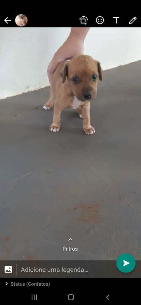 Cachorro ra a Srd idade Abaixo de 2 meses nome Sem nome