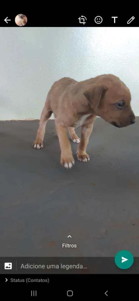 Cachorro ra a Srd idade Abaixo de 2 meses nome Sem nome