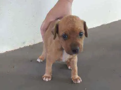 Cachorro ra a Srd idade Abaixo de 2 meses nome Sem nome