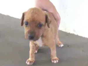 Cachorro raça Srd idade Abaixo de 2 meses nome Sem nome