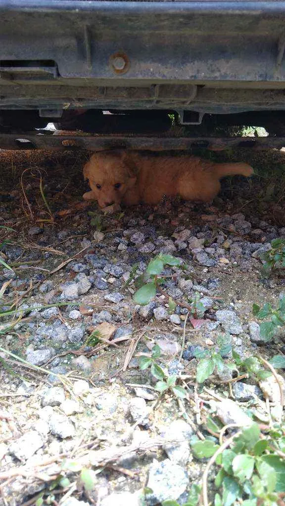 Cachorro raça Viralata idade 2 a 6 meses nome Filhote