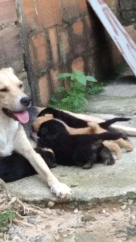 Cachorro raça Viralata idade 2 a 6 meses nome Filhote