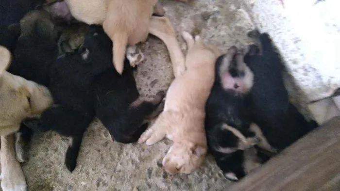 Cachorro raça Viralata idade 2 a 6 meses nome Filhote