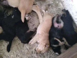 Cachorro raça Viralata idade 2 a 6 meses nome Filhote