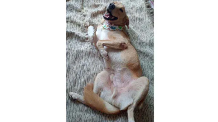 Cachorro ra a SRD idade 7 a 11 meses nome Benny