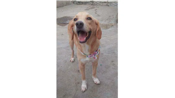 Cachorro ra a SRD idade 7 a 11 meses nome Benny