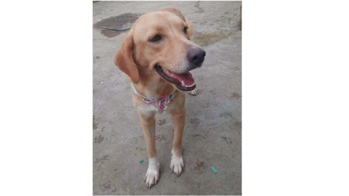 Cachorro ra a SRD idade 7 a 11 meses nome Benny