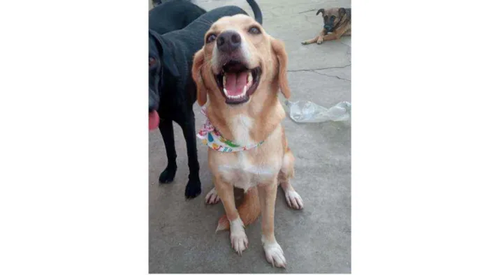 Cachorro ra a SRD idade 7 a 11 meses nome Benny
