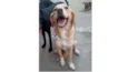 Benny