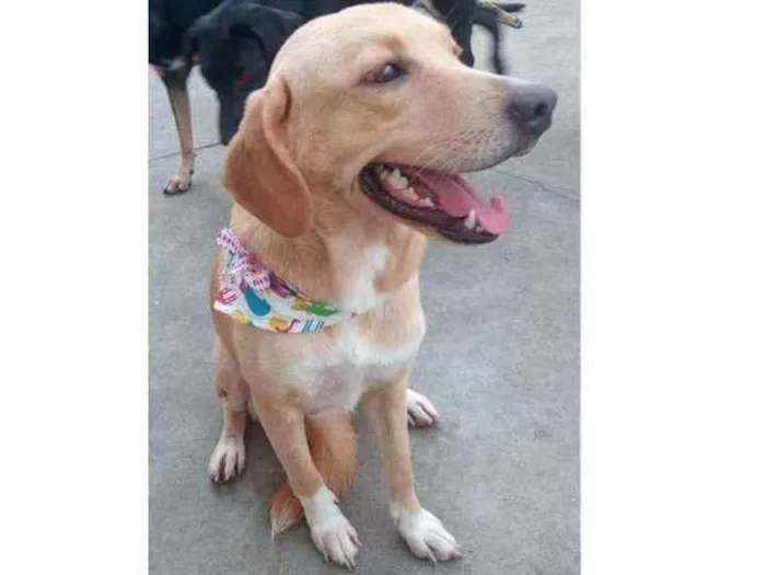 Cachorro ra a SRD idade 7 a 11 meses nome Benny