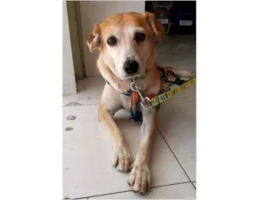 Cachorro raça SRD idade 4 anos nome Mel