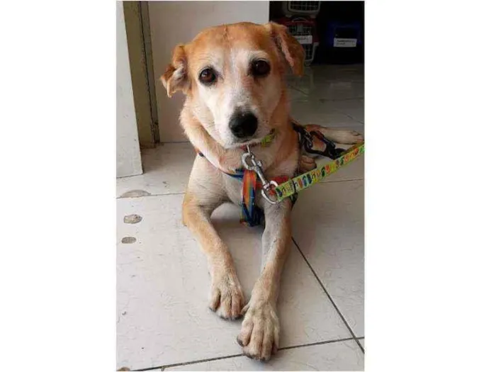 Cachorro ra a SRD idade 4 anos nome Mel