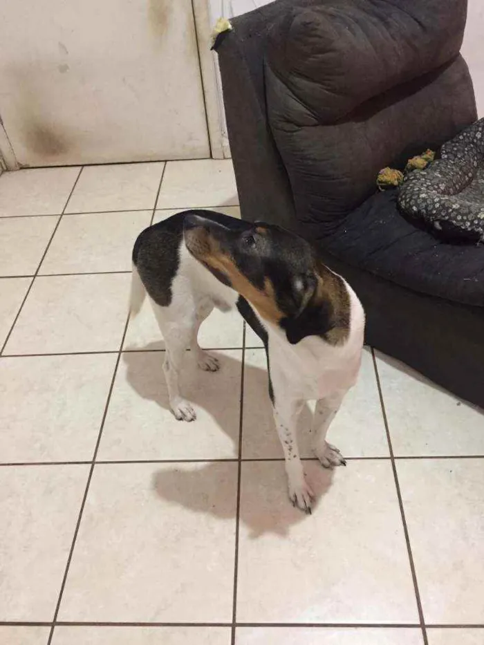 Cachorro ra a Sem raça idade 7 a 11 meses nome Ragnar