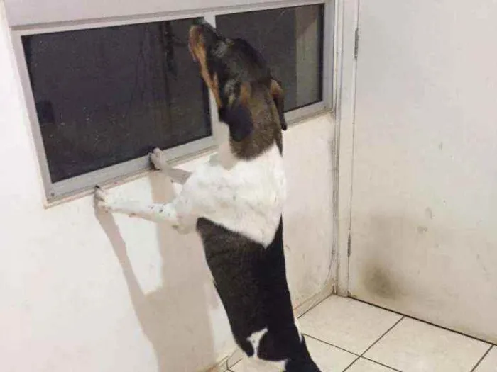 Cachorro ra a Sem raça idade 7 a 11 meses nome Ragnar