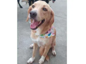 Cachorro raça SRD idade 7 a 11 meses nome Benny