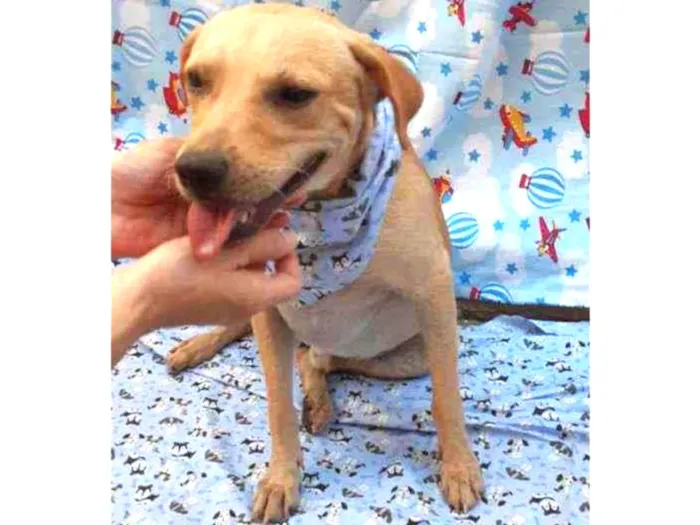 Cachorro ra a SRD idade 1 ano nome Luca